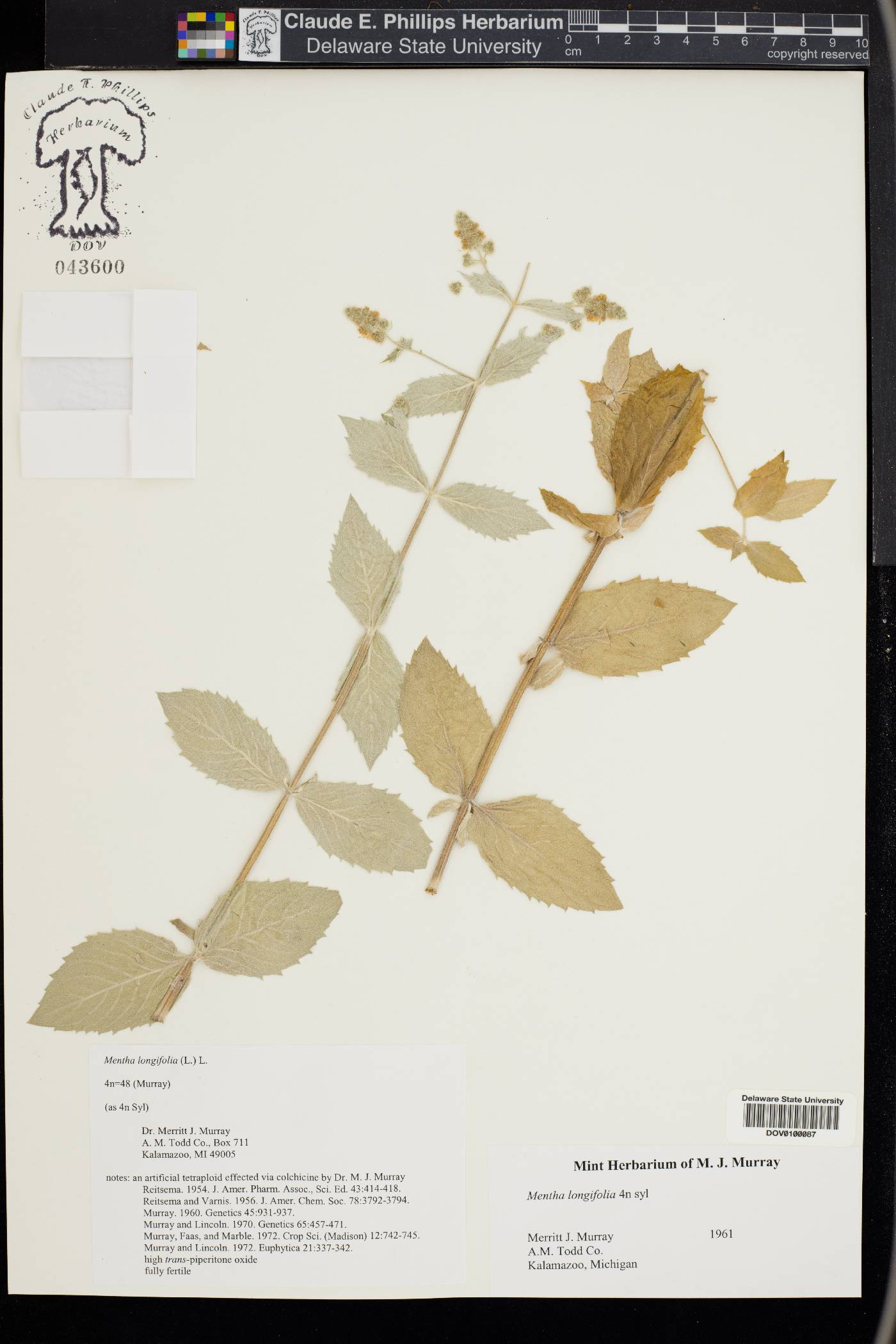 Mentha longifolia image