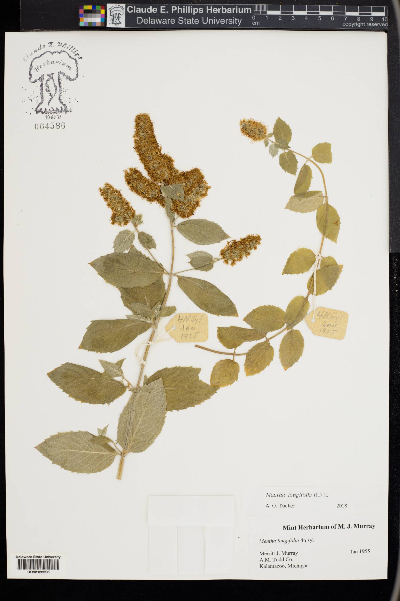 Mentha longifolia image