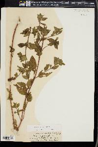Mentha × piperita image