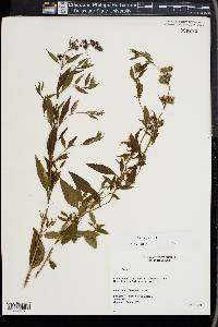 Mentha × piperita image