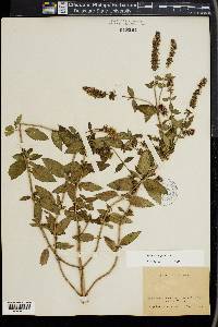 Mentha × piperita image