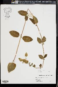 Mentha × piperita image