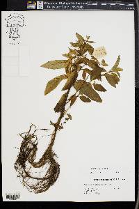 Mentha × piperita image