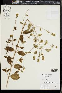 Mentha × piperita image