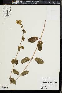 Mentha × piperita image