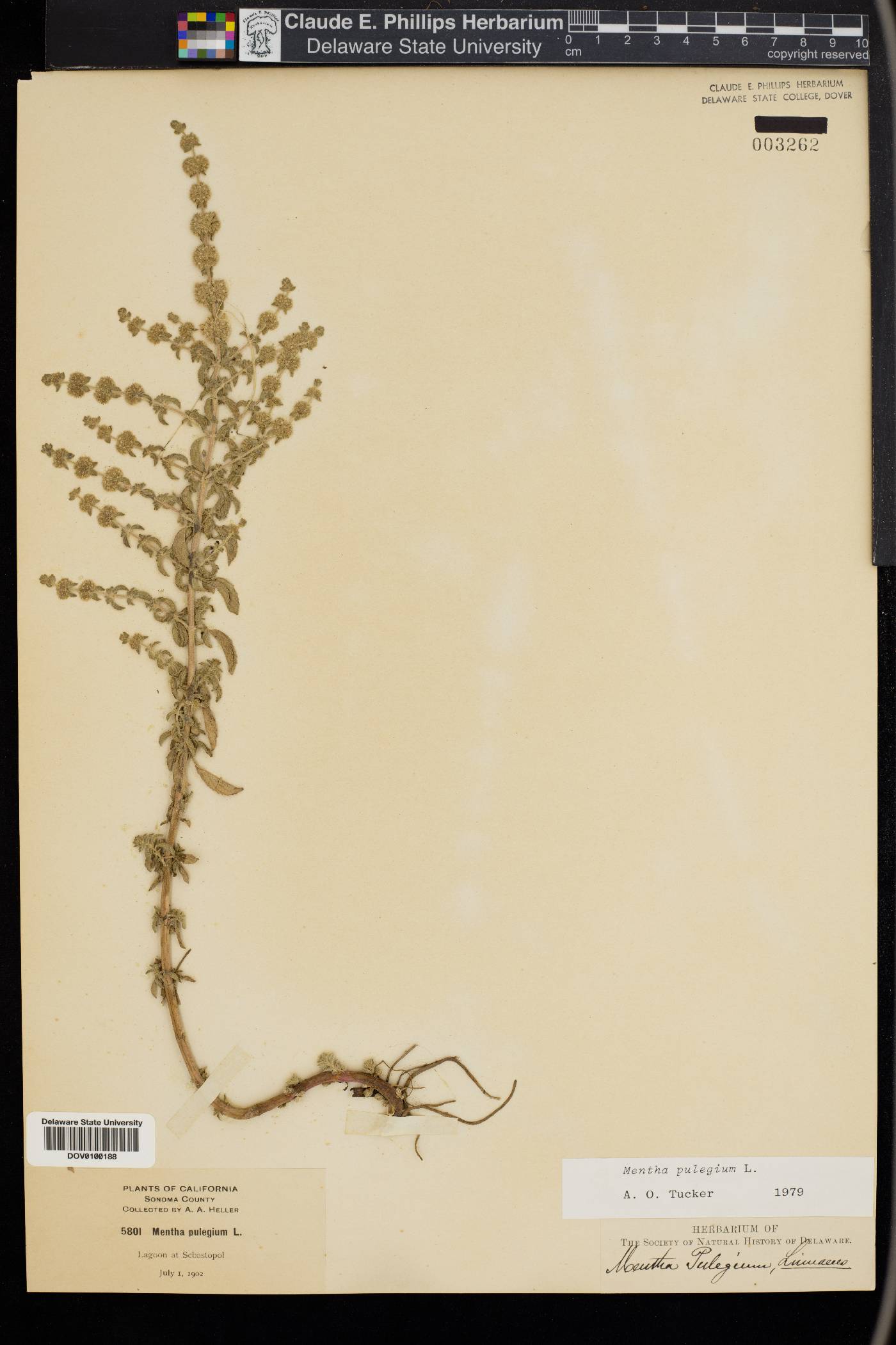 Mentha pulegium image