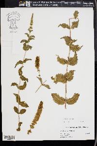 Mentha spicata image