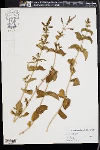 Mentha spicata image