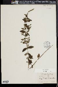 Mentha spicata image