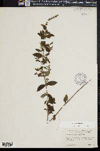 Mentha spicata image