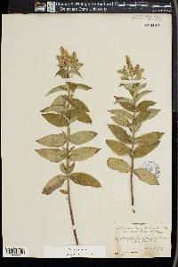 Mentha spicata image