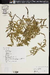 Mentha spicata image
