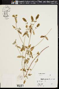 Mentha spicata image