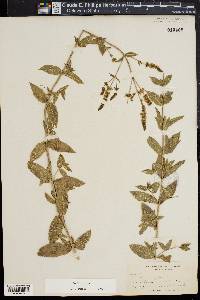 Mentha spicata image