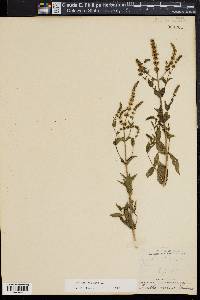 Mentha spicata image