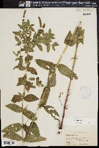 Mentha spicata image