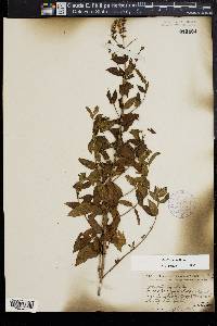 Mentha spicata image