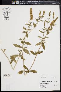 Mentha spicata image