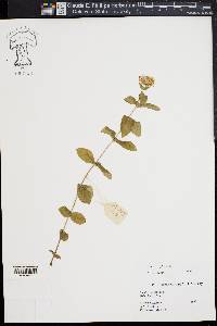 Mentha spicata image