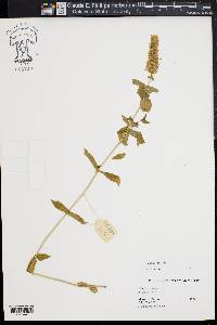 Mentha spicata image