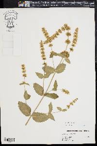 Mentha spicata image