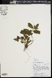 Mentha spicata image