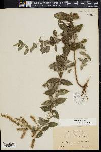 Mentha spicata image