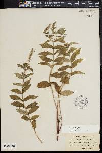 Mentha spicata image