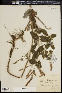 Mentha spicata image