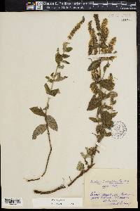 Mentha spicata image