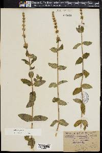 Mentha spicata image