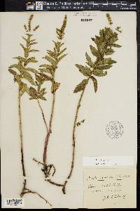 Mentha spicata image