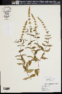 Mentha spicata image