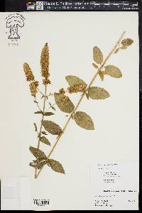 Mentha spicata image