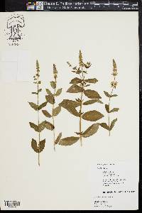 Mentha spicata image