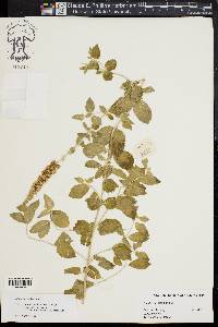Mentha spicata image