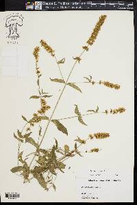 Mentha spicata image