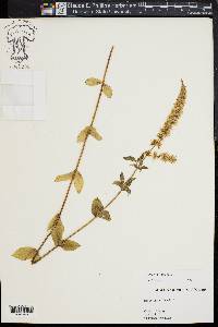 Mentha spicata image