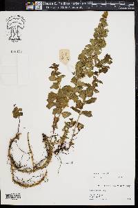 Mentha spicata image