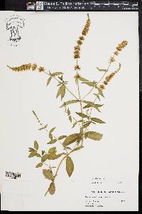 Mentha spicata image