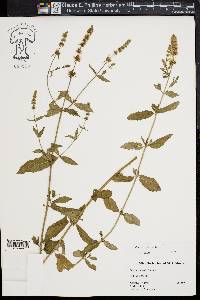 Mentha spicata image