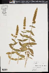 Mentha spicata image