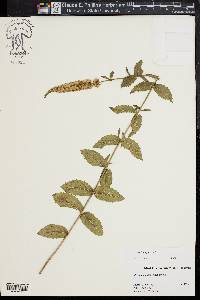 Mentha spicata image