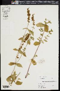 Mentha spicata image