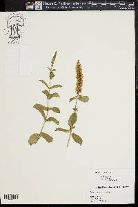 Mentha spicata image