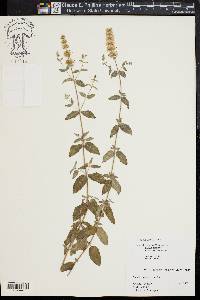 Mentha spicata image