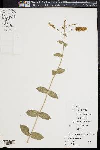 Mentha spicata image