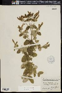 Mentha suaveolens image