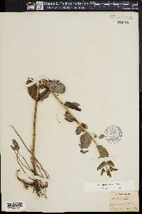 Mentha suaveolens image