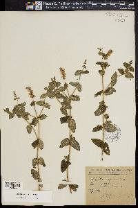 Mentha suaveolens image